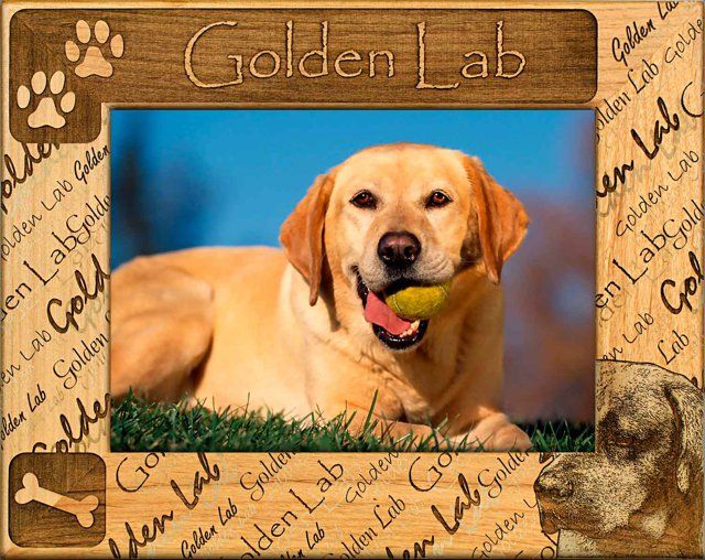 Golden Lab