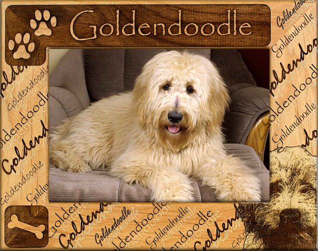 Goldendoodle