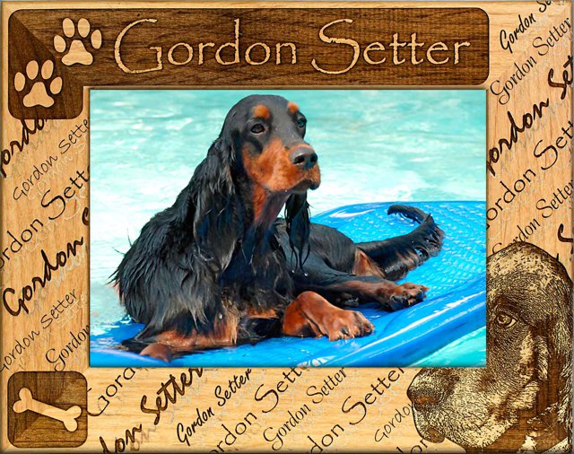 Gordon Setter