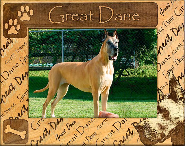 Great Dane - Cropped