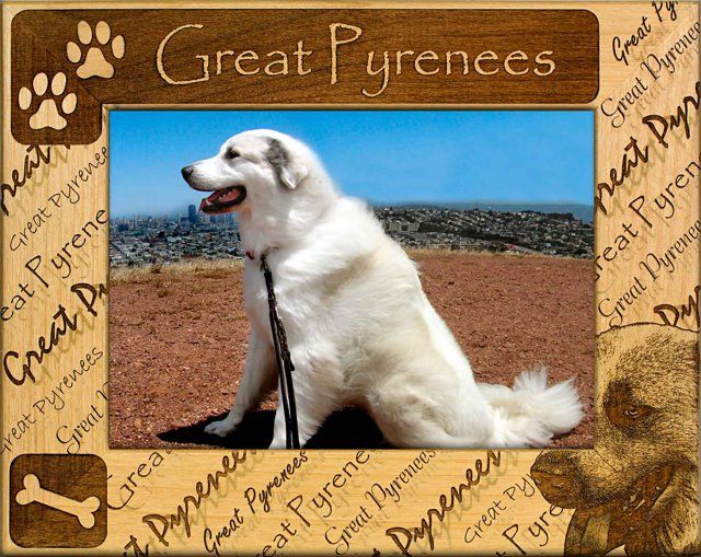 Great Pyrenees