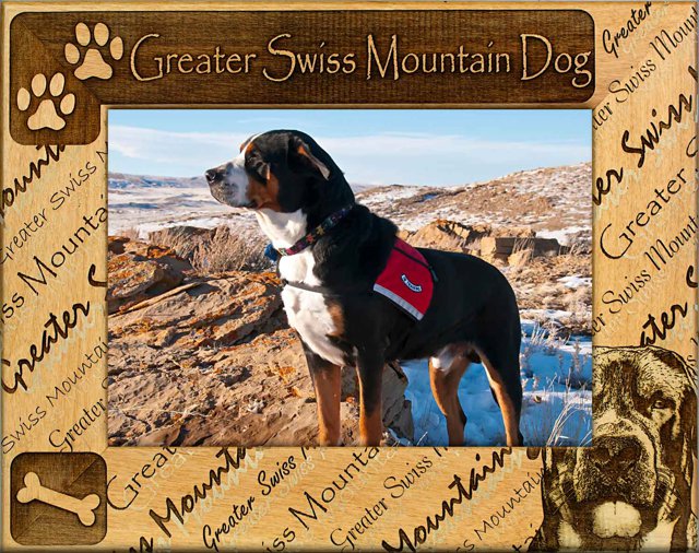 Greater Swiss Mountain Dog