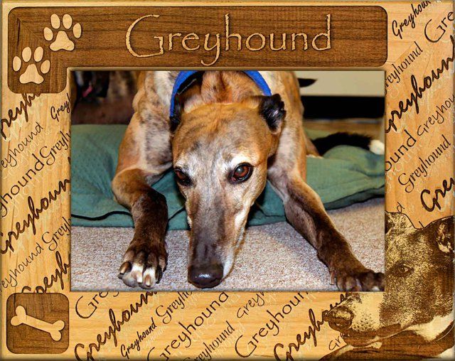 Greyhound