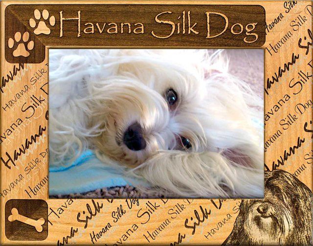 Havana Silk Dog