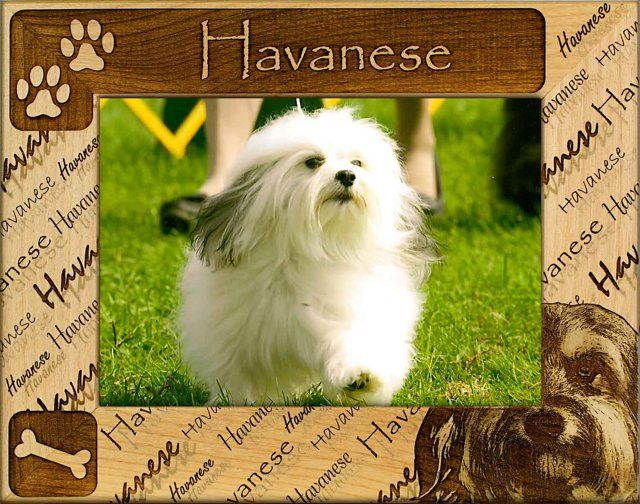 Havanese