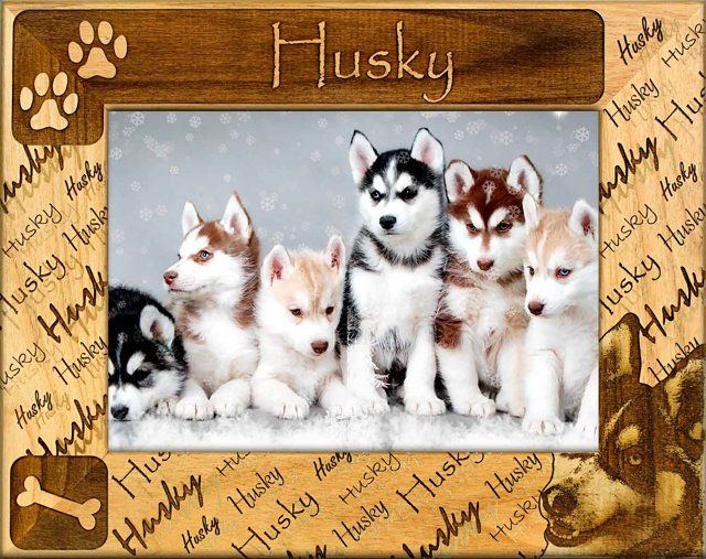 Husky