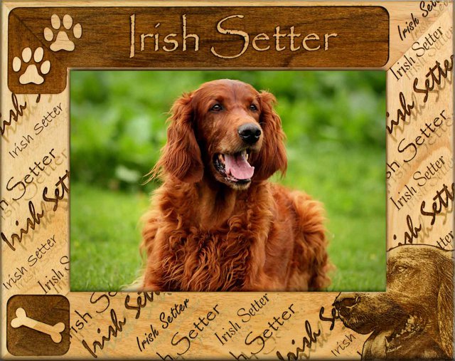 Irish Setter