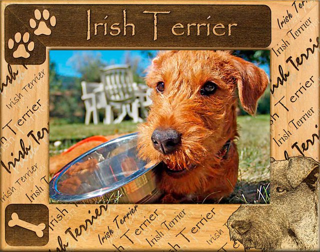 Irish Terrier