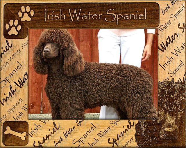 Irish Water Spaniel