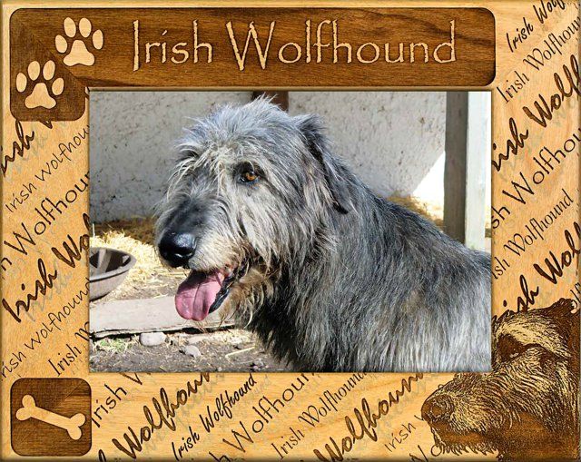 Irish Wolfhound