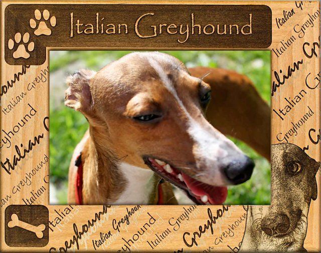 Italian Greyhound