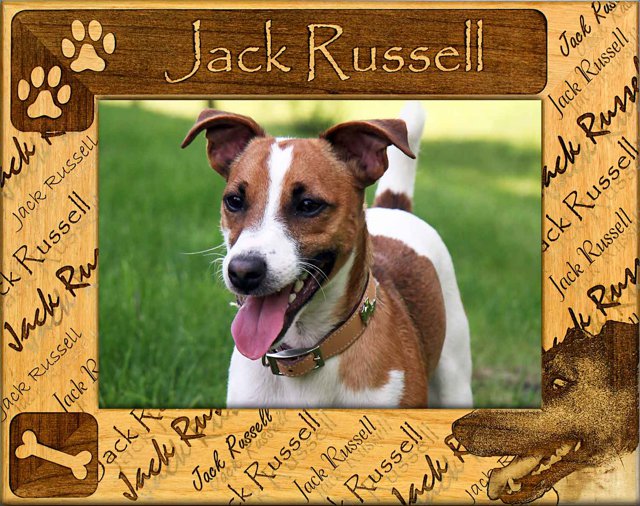 Jack Russell