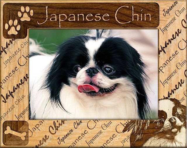 Japanese Chin