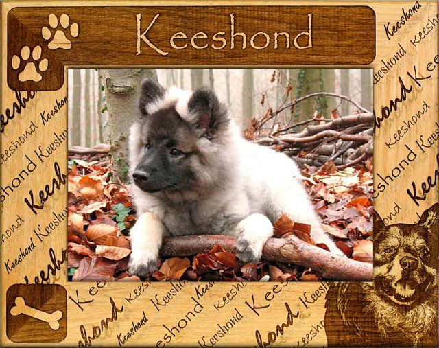 Keeshond Dog sensuel Gift