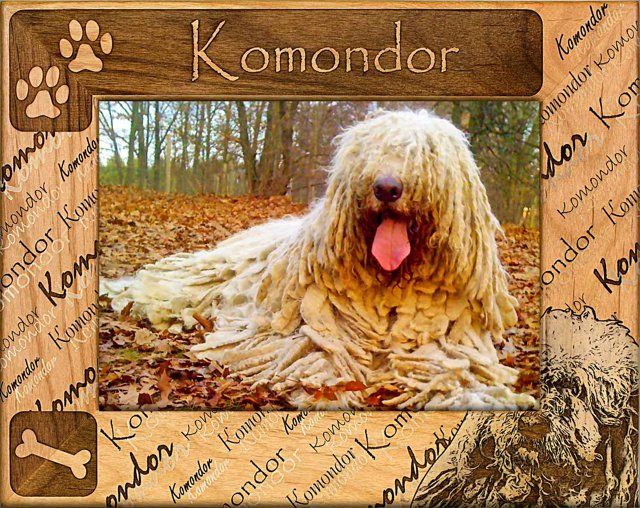 Komondor