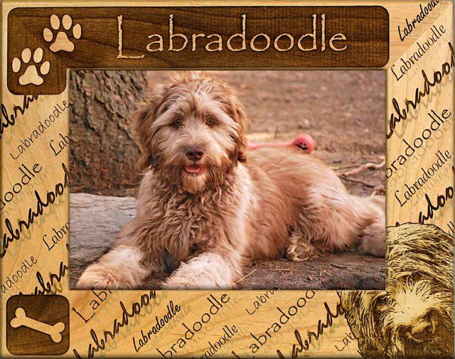 Labradoodle