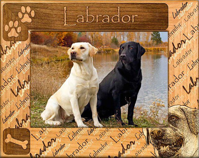 Labrador