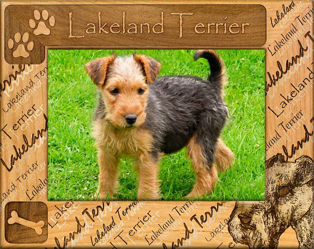 Lakeland Terrier