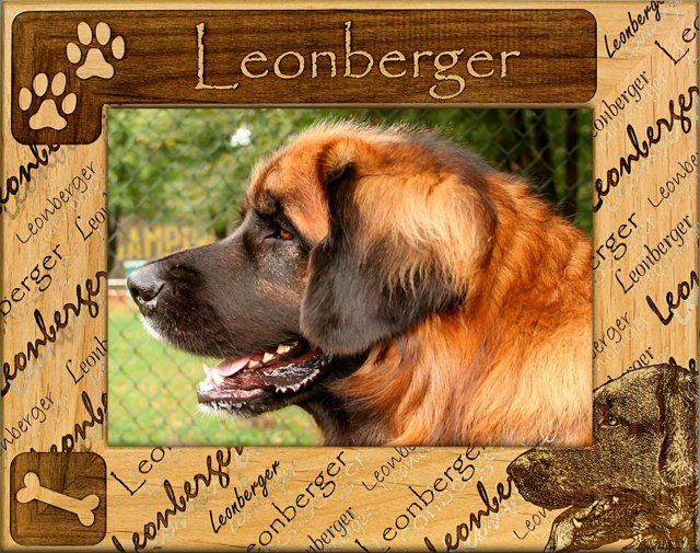 Leonberger