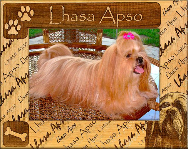 Lhasa Apso