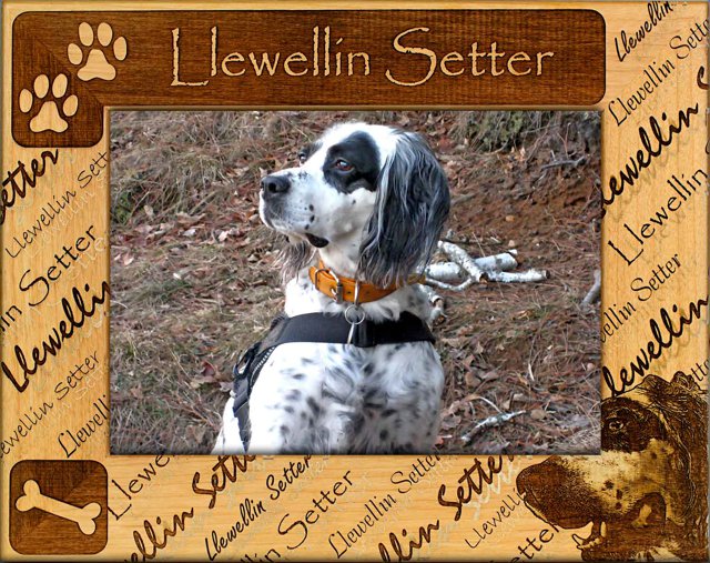 Llewellin Setter