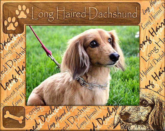 Long Haired Dachshund