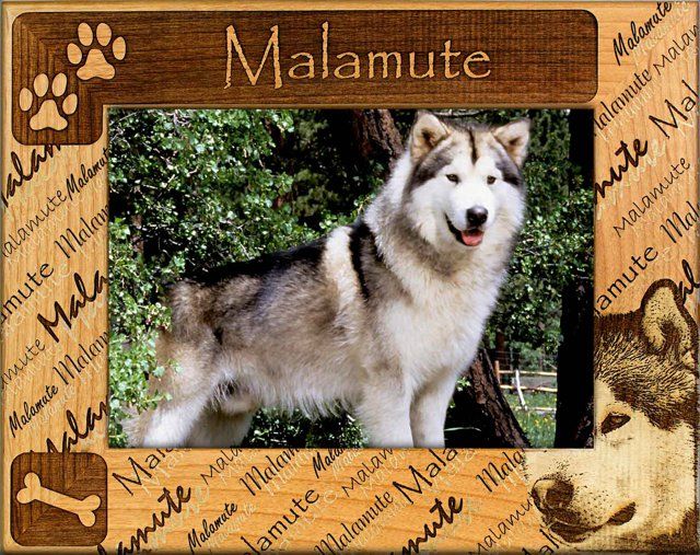 Malamute