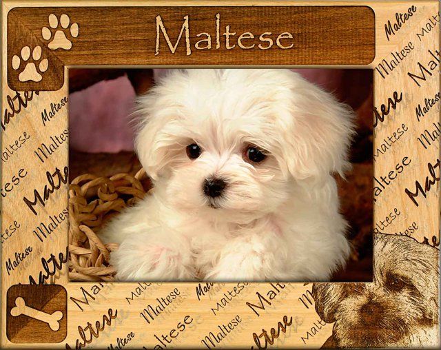 Maltese