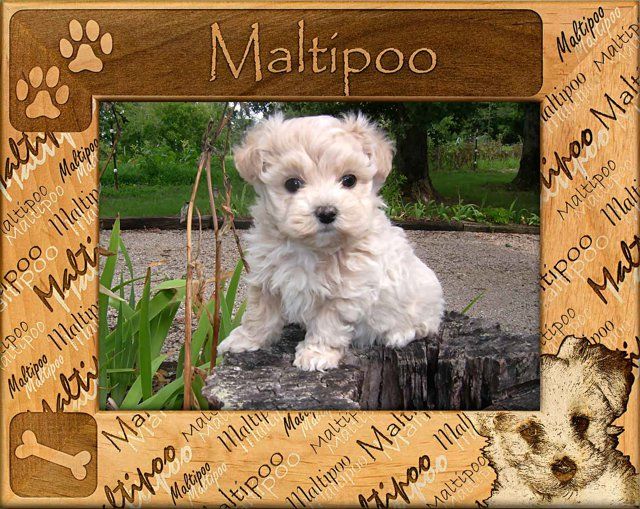 Maltipoo