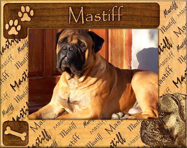 Mastiff