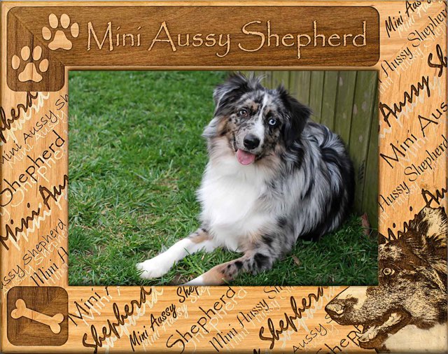 Mini Aussy Shepherd