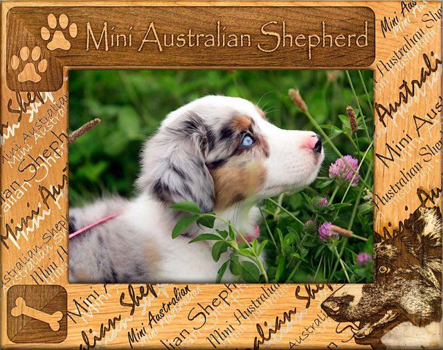 Mini Australian Shepherd