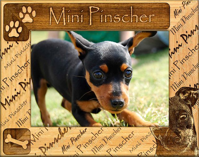 Mini Pinscher