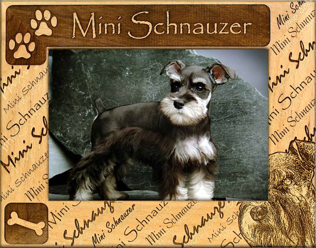 Mini Schnauzer