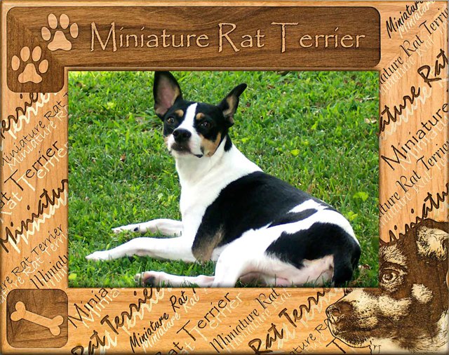 Miniature Rat Terrier