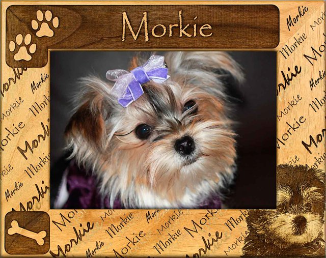 Morkie