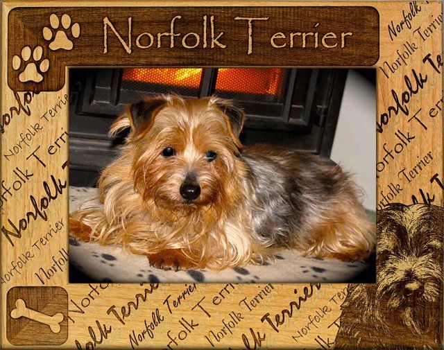 Norfolk Terrier