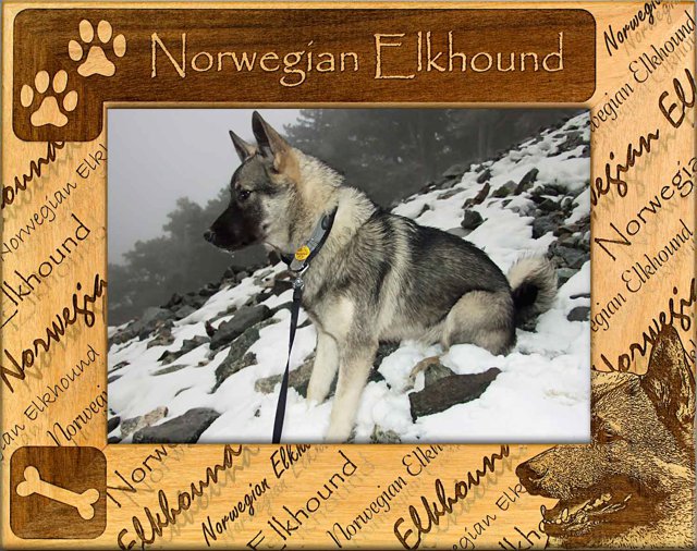 Norwegian Elkhound