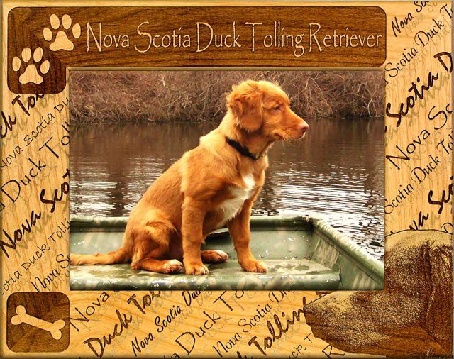 Nova Scotia Duck Tolling Retriever