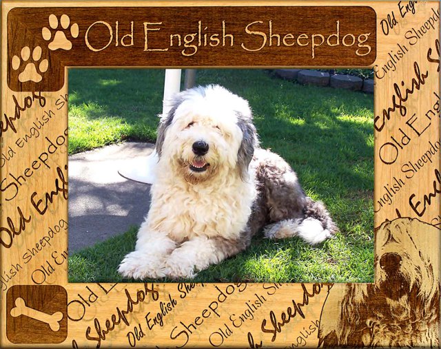 Old English Sheepdog