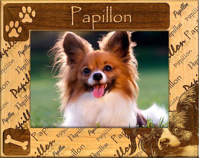 Papillon