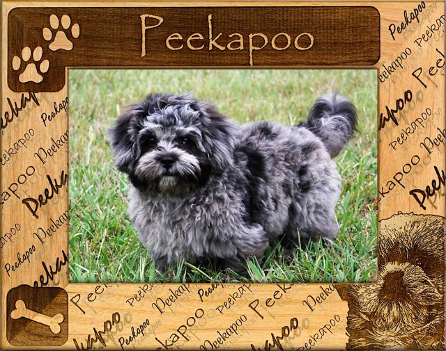 Peekapoo