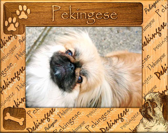 Pekingese