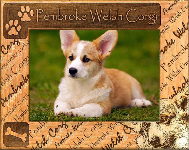 Pembroke Welsh Corgi