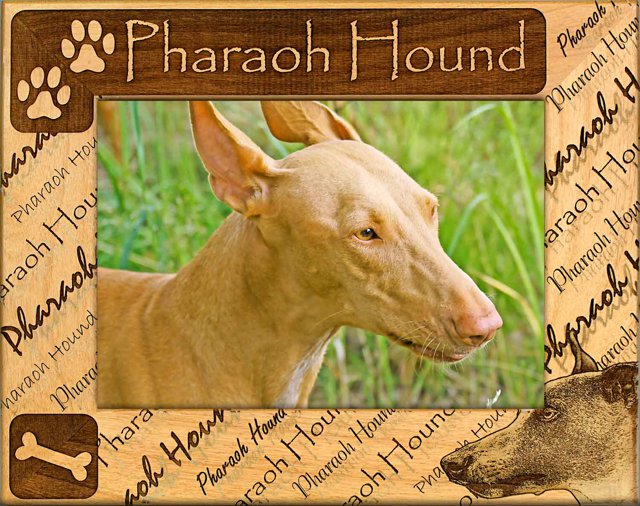 Pharaoh Hound