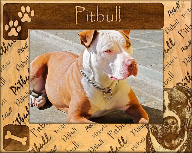 Pitbull