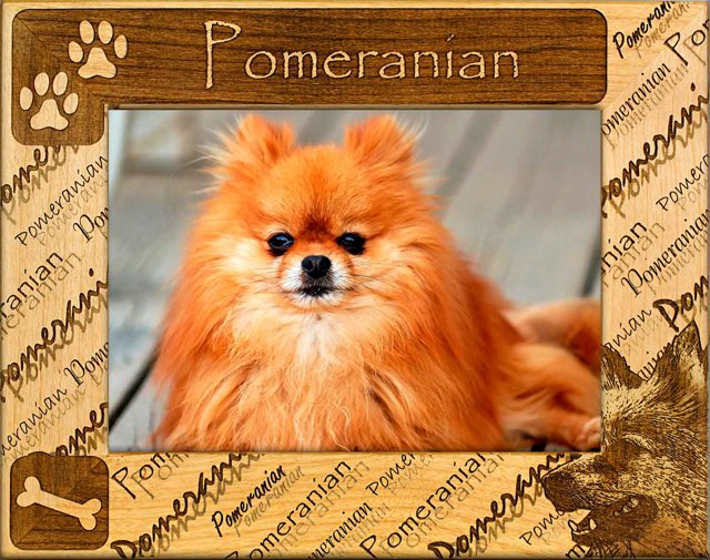 Pomeranian