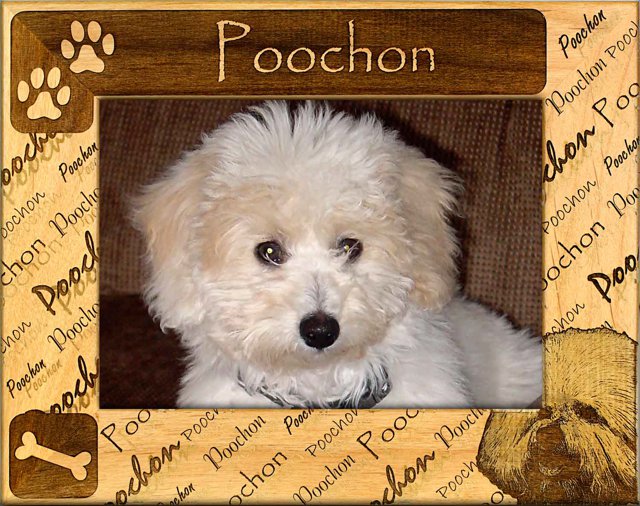 Poochon