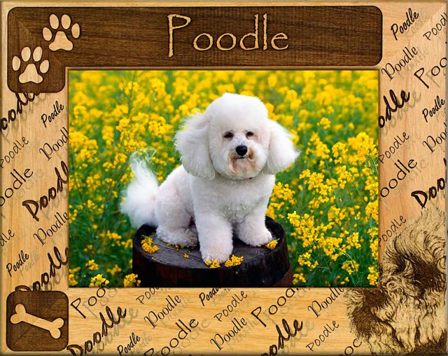 Poodle