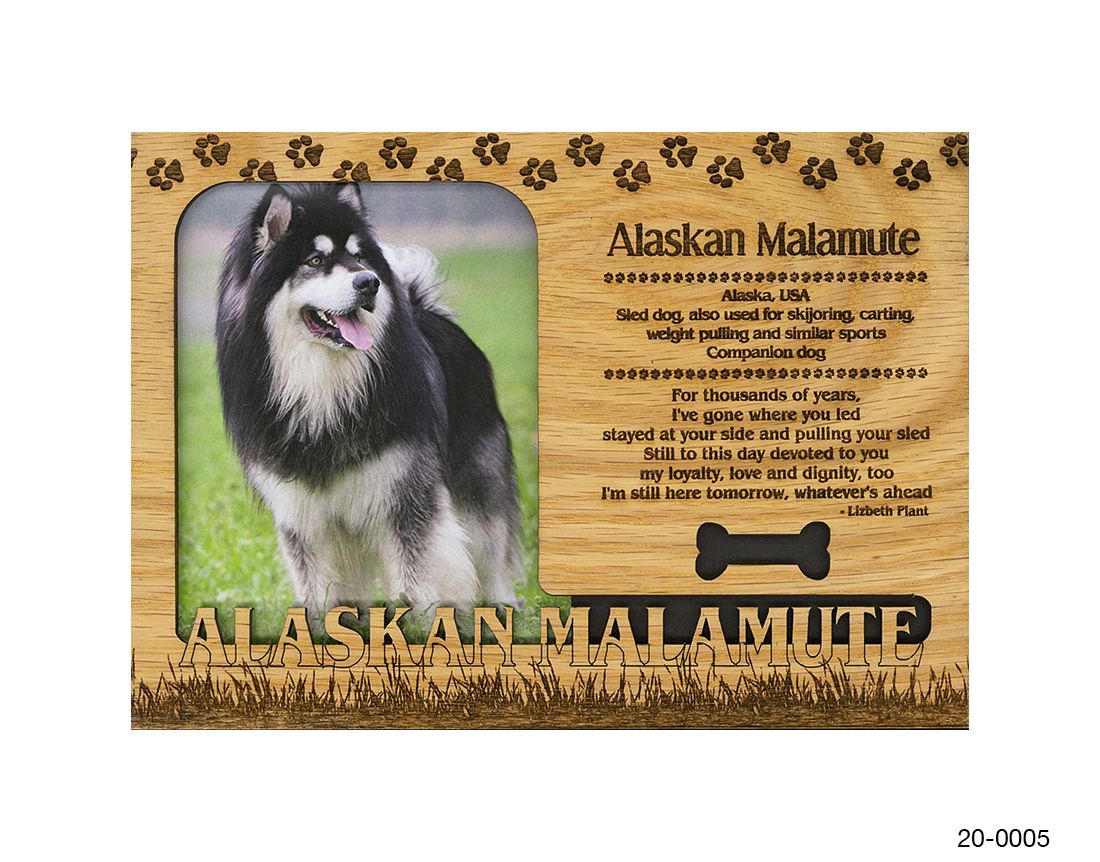 Alaskan Malamute